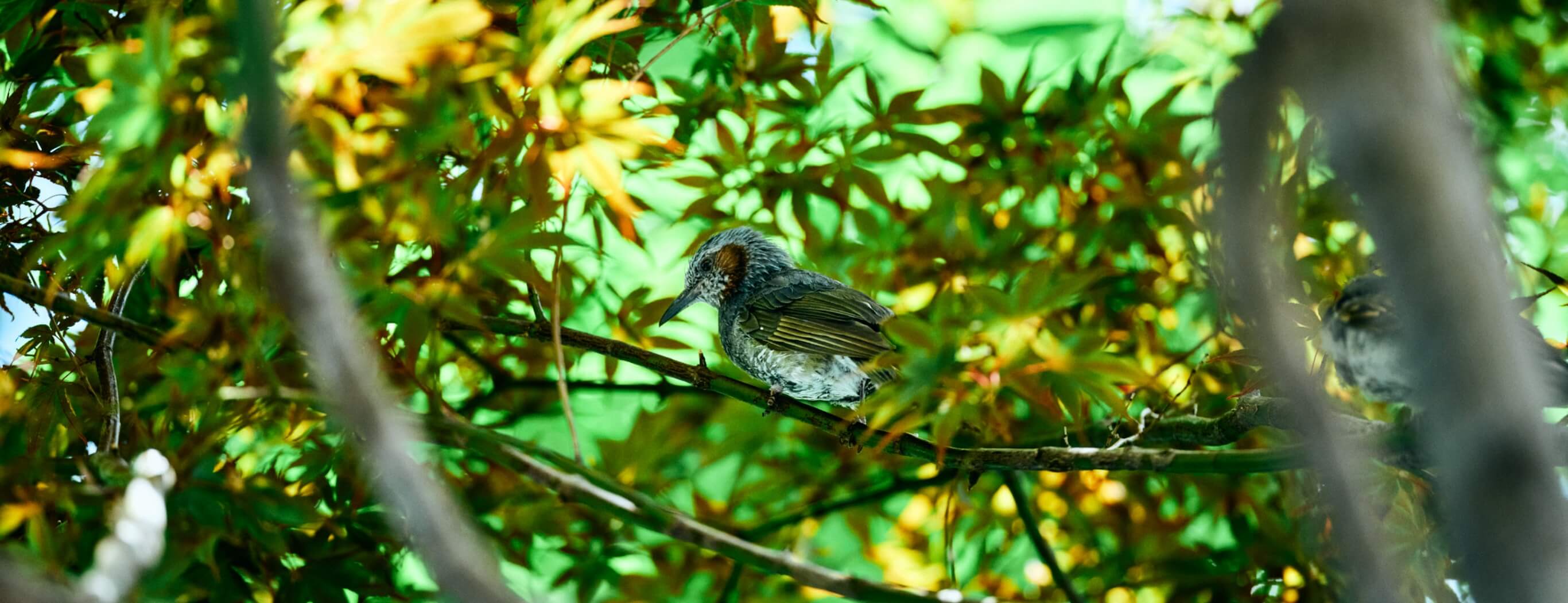動物ページのメインビジュアル