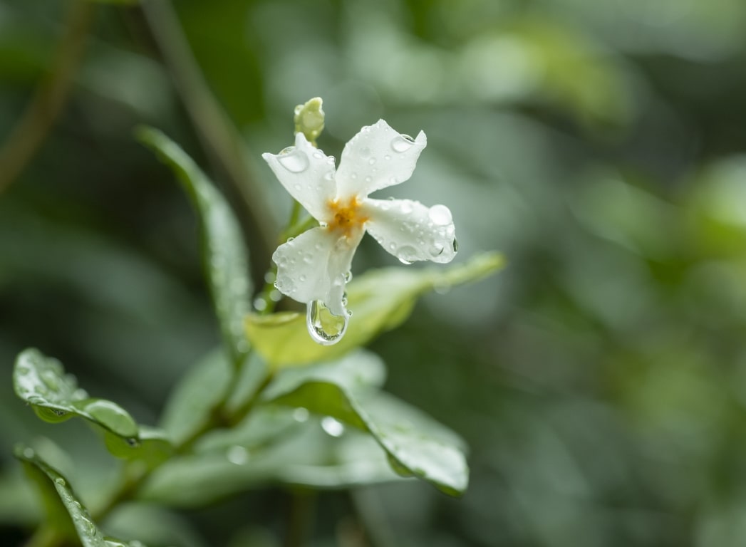 梅雨の景色の写真1