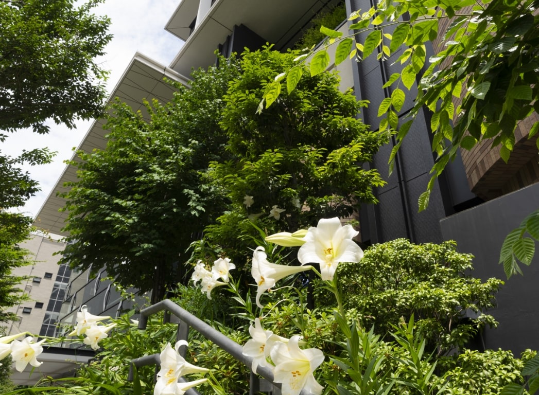 初夏の景色の写真1