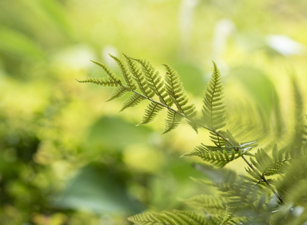 初夏の景色の写真2