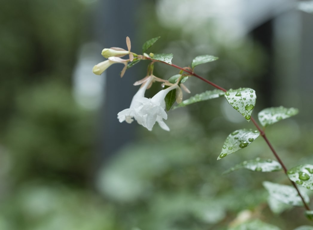 梅雨の景色の写真4