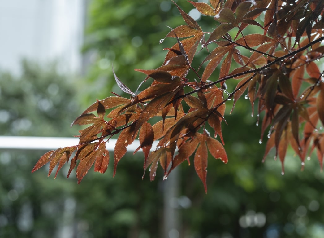 梅雨の景色の写真5