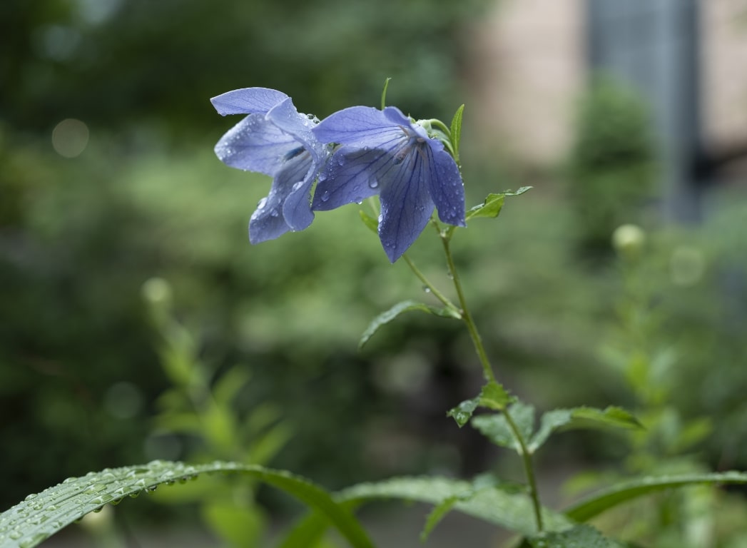 梅雨の景色の写真6