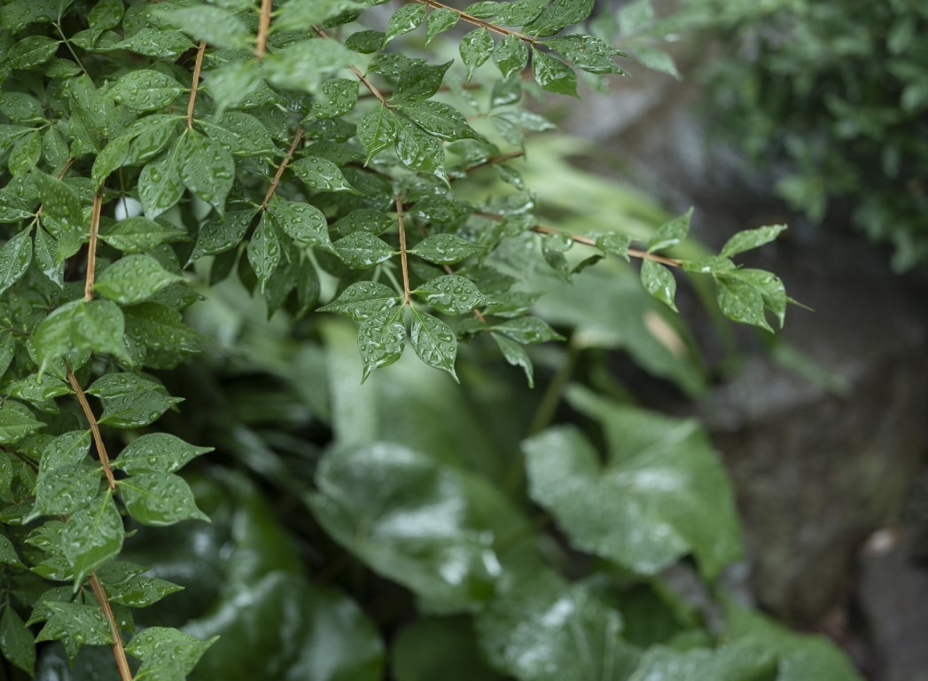梅雨の景色の写真7