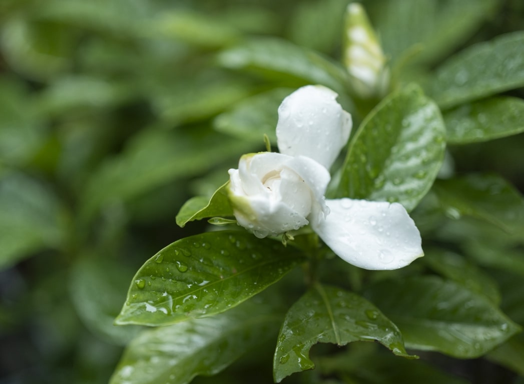 梅雨の景色の写真9