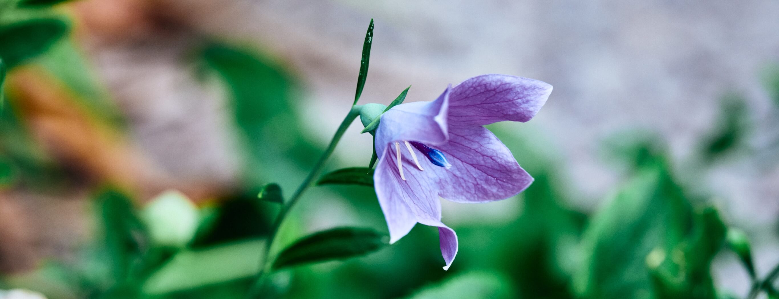 ギャラリーページのメインビジュアル