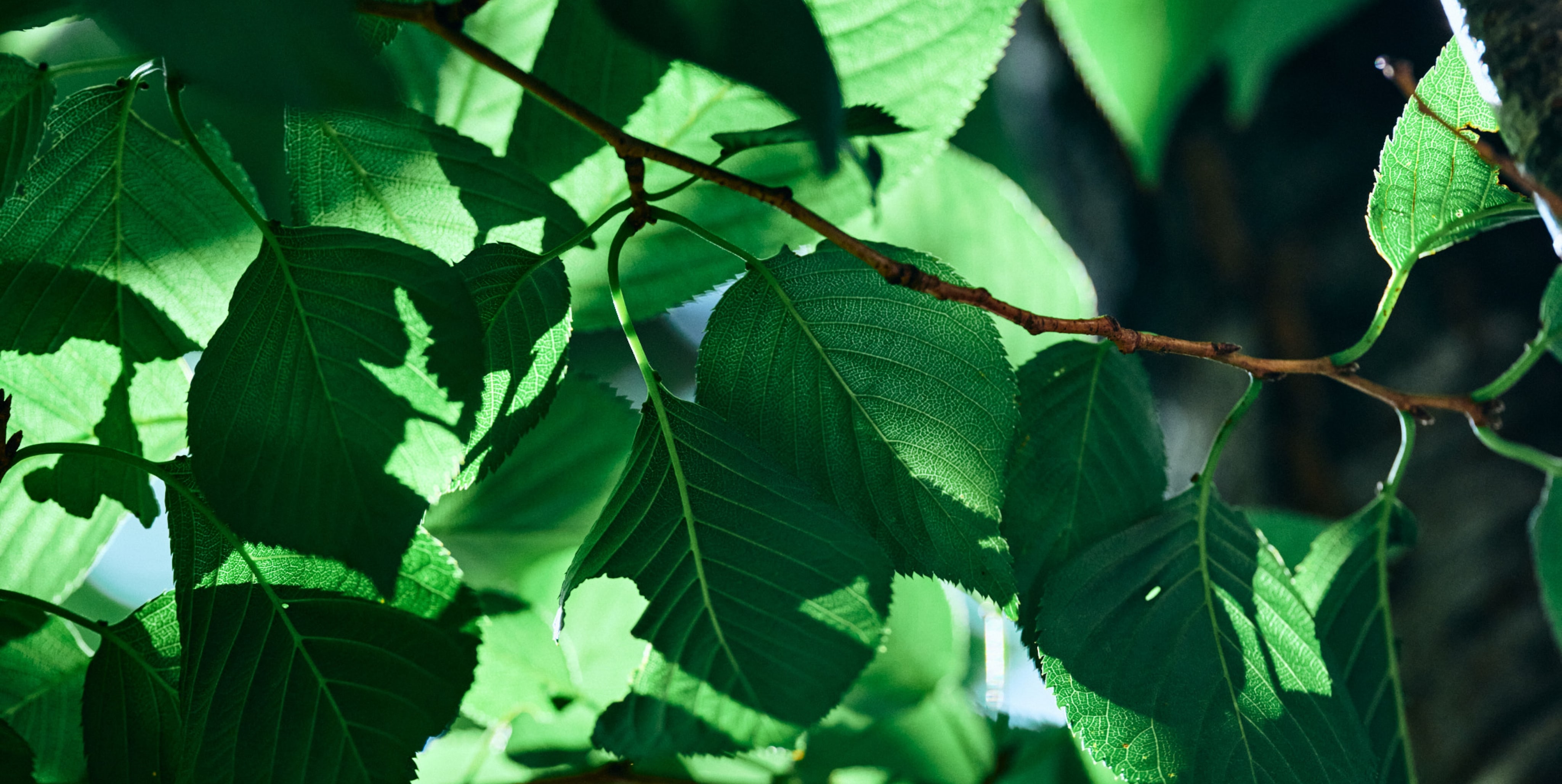 メインビジュアル1枚目