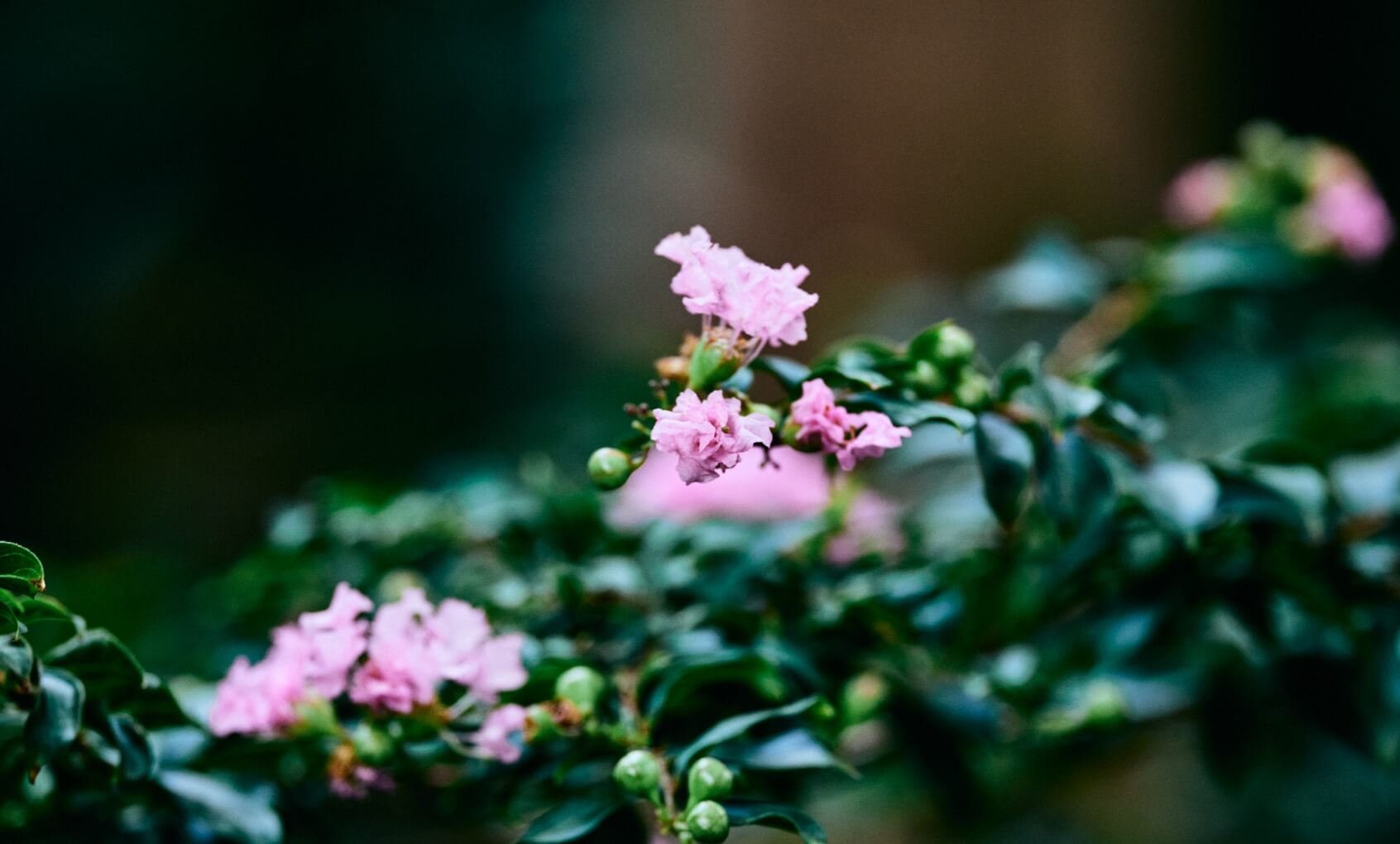 植物のイメージ画像