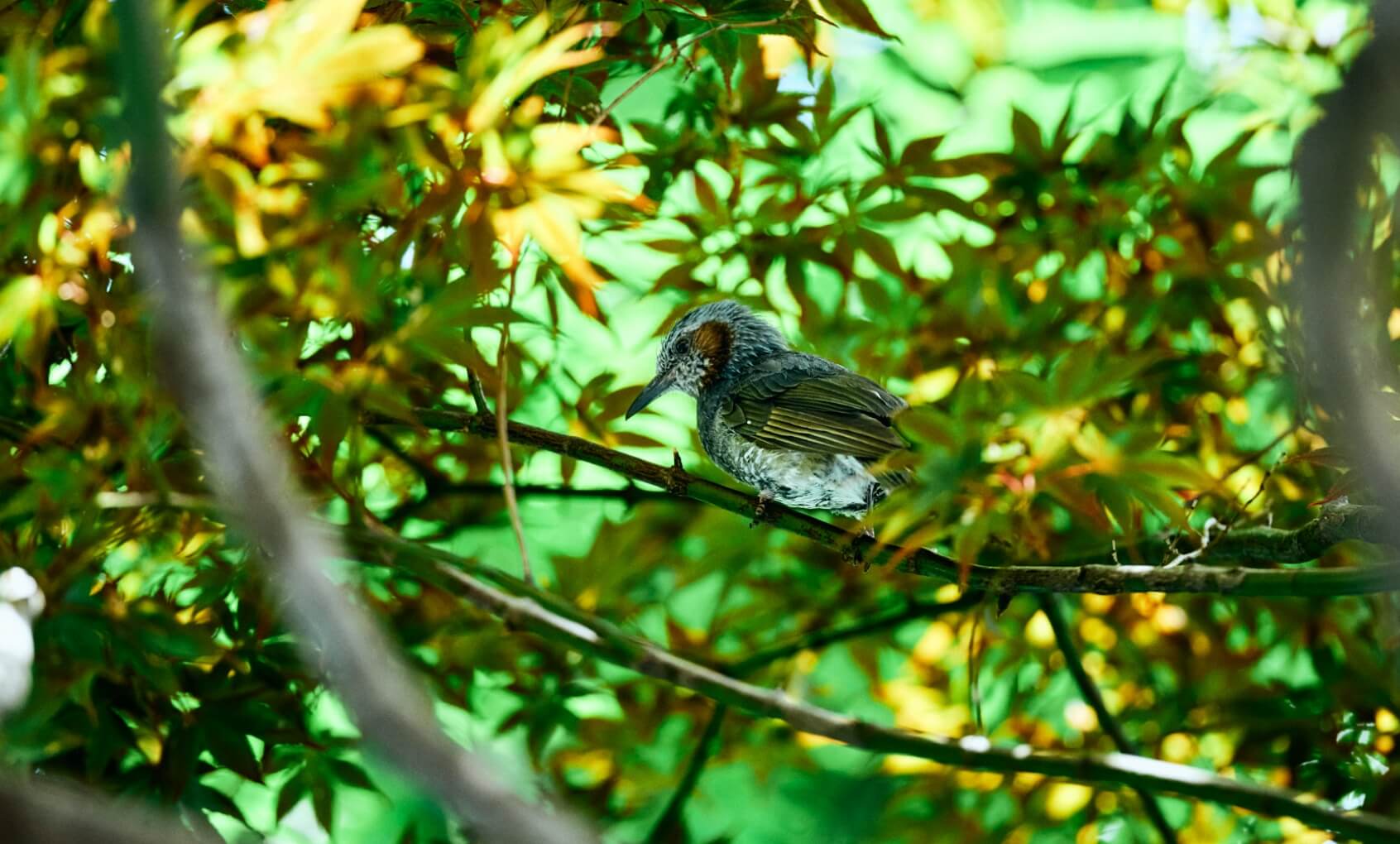 動物のイメージ画像