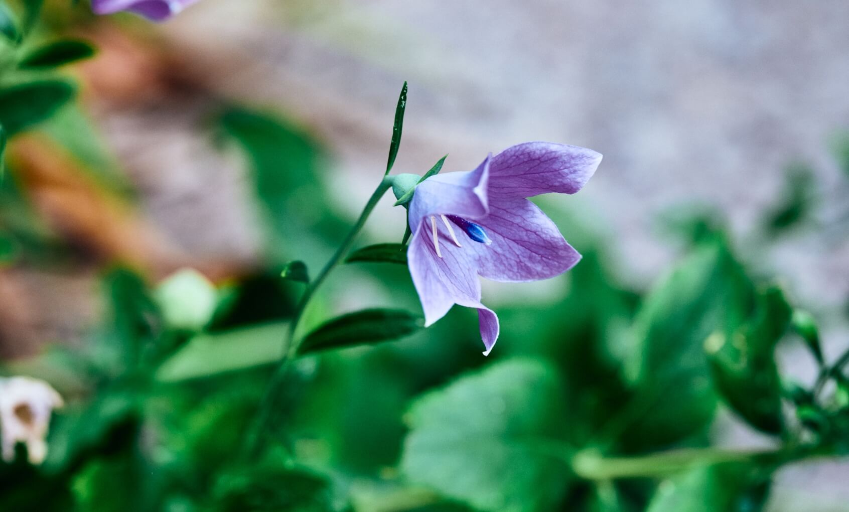 ギャラリーの画像