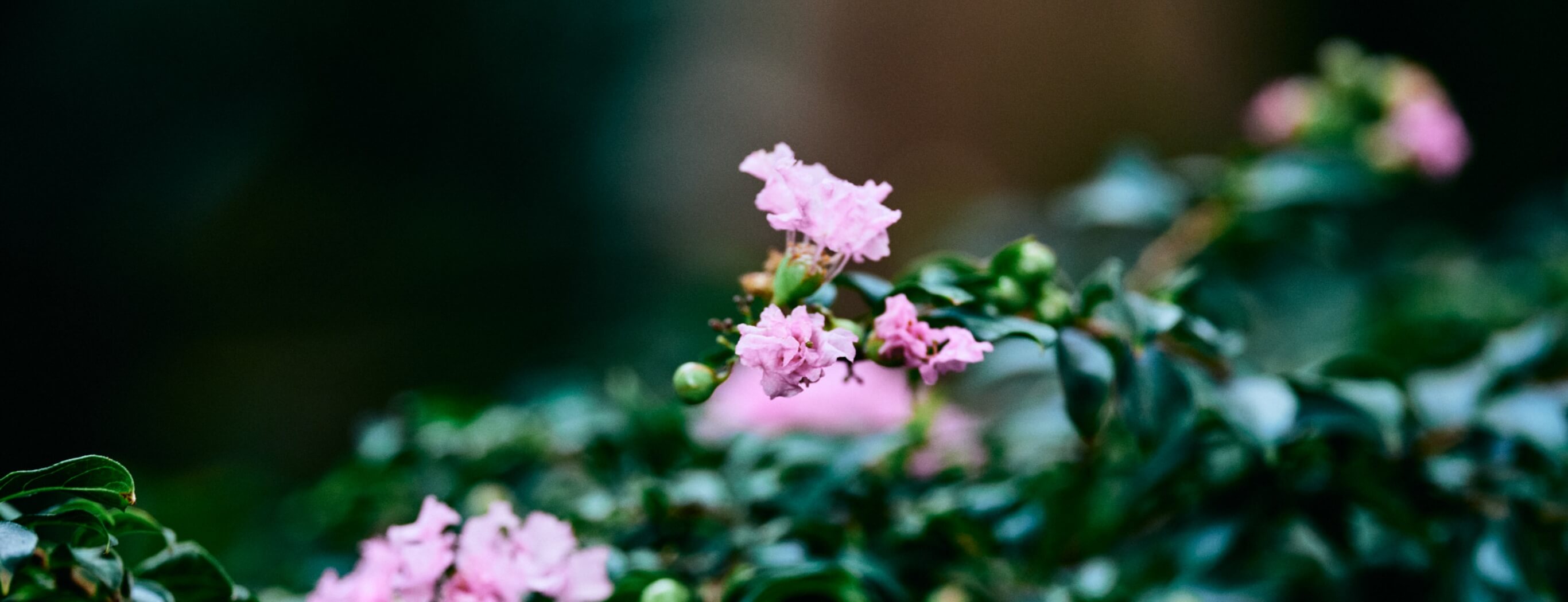 植物ページのメインビジュアル